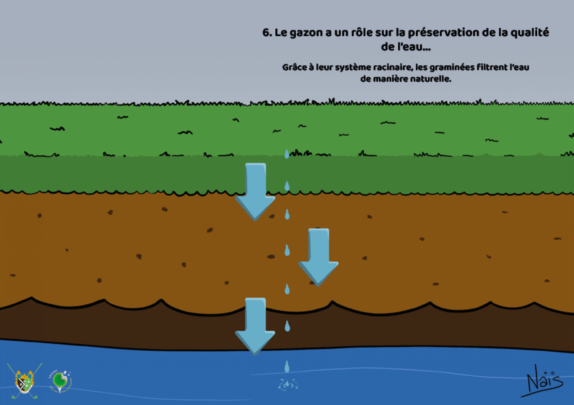 Réponse :  VRAI. Le gazon permet à l’eau de pluie de s’infiltrer doucement dans le sol contrairement à un sol dur qui achemine l’eau directement dans les eaux de surfaces (rivières, fleuves, etc.) via les égouts notamment. Grâce à leur système racinaire, les graminées filtrent l’eau de manière naturelle. Les micro-organismes et les bactéries biodégradent les contaminants en matériaux inoffensifs et permettent à l’eau de descendre ensuite doucement dans le sous-ols pour atteindre la nappe phréatique. La pelouse participe ainsi à préserver la qualité de l’eau.